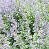 Nepeta faassenii (kocicí máta) - 6 rostlin, prumer 9cm, Náhled obrázku produktu 3