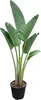 Trendyplants - Strelitzia Augusta - Paradiesvogelblume - Produktbild-Vorschau 1