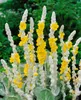 Verbascum bombyciferum 'Polarsommer', silbrig, ca. 9x9 cm Produktbild-Vorschau 2