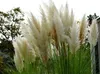 A close-up view of several white pampas grass plumes with green stems and leaves. Produktbild-Vorschau