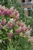 Hydrangea paniculata 'Pinky Winky', Rispenhortensie, Produktbild-Vorschau 14