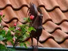 Figurine de gouttière et de clôture Coq 1977 Voir les images du produit 10