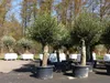 2x Olivenbaum Olive "60 Jahre" 200 - 240 cm, beste Produktbild-Vorschau 1