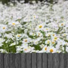 GARDENIX 2,3 m Beeteinfassung in Holzoptik, Rasenkante, Produktbild-Vorschau 3