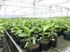 2 Stück Bananenstaude Musa Basjoo 60 - 80 cm winterhart Produktbild-Vorschau 8