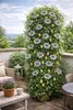 Passionsblume Passiflora caerulea 60–70 cm – winterharte Produktbild-Vorschau 4