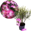 Calliandra surinamensis 'Dixie Pink', l'arbre à fleurs Voir les images du produit 1