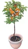A potted apricot tree with ripe fruit. Produktbild-Vorschau