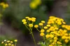 Rainfarn - Tanacetum vulgare - heimische Wildstaude, im Produktbild-Vorschau 1