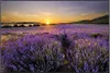 Wallario Wandbild Sonnenuntergang über dem Lavendel, Größe: Produktbild-Vorschau 1
