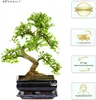 Bonsai Baum mit Keramik Blumentopf - Ligustrum, Ficus, Produktbild-Vorschau 2