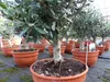 Olivenbaum Bonsai Formgehölz, Olive winterhart, Olea Produktbild-Vorschau 2