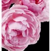 A close-up view of several pink roses against a black background. Produktbild-Vorschau