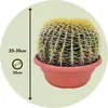 Złoty Kaktus Beczkowy - Echinocactus grusonii - Wysokość Podgląd zdjęcia produktu 2