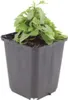 Margherita Erigeron karvinskianus – 6 piante – 10-25 cm – Ø Anteprima dell’immagine prodotto 2