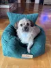 Hundeautositz personalisiert mit Namen für Rückbank mit Produktbild-Vorschau 3