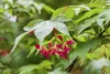 Acer palmatum 'Osakazuki', Japanischer Ahorn, leuchtend Produktbild-Vorschau 6