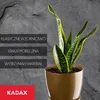 A snake plant in a gold pot against a dark, textured background with marketing text on the left. Produktbild-Vorschau