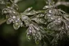 SAFLAX - vermút - Artemisia absinthum - 500 Semená Náhľad obrázku produktu 8
