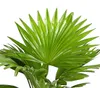 Dehner Rundblättrige Schirmpalme, Livistona rotundifolia, Produktbild-Vorschau 3