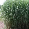 6 x Herbe géante - Miscanthus floridulus 'Giganteus' | pot Voir les images du produit 2