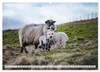 Schafe - Raues Wetter, weiche Wolle (Wandkalender 2027 DIN Produktbild-Vorschau 7