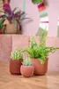 Three potted plants are arranged on a wooden table in front of a pink sofa and a colorful abstract wall decoration. Voir les images du produit