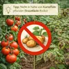 Tomate Harzfeuer F1 1000 Korn, leuchtend rote Früchte Produktbild-Vorschau 6