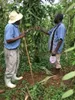 Two men are in a field, examining plants. Náhľad obrázku produktu