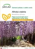 SAFLAX - africká vistéria - Bolusanthus africanus - 15 Náhľad obrázku produktu 1