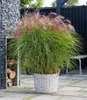 BALDUR Garten 1x Miscanthus Red Cloud®, Pflanze im 12 Produktbild-Vorschau 1