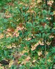 Glockenstrauch (Enkianthus campanulatus), wysokość 60-80 Podgląd zdjęcia produktu 13