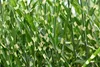 Stauden Gänge 1 x Miscanthus sinensis 'Zebrinus' im 1 Liter Produktbild-Vorschau 6