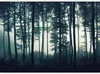 Selbstklebende Folie Fototapete - Dark Forest 196x140 cm Produktbild-Vorschau 5