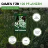 Schnittknoblauch Mehrjährig Samen - Allium tuberosum - Produktbild-Vorschau 3