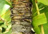SAFLAX - Baum des Reisenden - Ravenala madagascariensis - 8 Produktbild-Vorschau 5