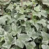 Hedera helix 'Glacier' - Efeu - Bodendecker - Grün mit Produktbild-Vorschau 5