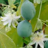 A close-up view of green passion fruit and white passion flowers on a vine. Produktbild-Vorschau