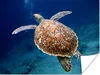 MuchoWow® Poster Eine unter Wasser schwimmende Schildkröte Produktbild-Vorschau 1