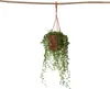 Erbsenpflanze - Senecio rowleyanus - Höhe 10-20cm - ⌀12cm Produktbild-Vorschau 1