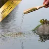 2 x 10 liter (7,36 kg) Lyra Pond® Pond Koi Beauty Pellets Productafbeelding-voorbeeld 4