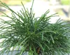 Thuja plicata Whipcord vždyzelený 20 -25 cm Náhľad obrázku produktu 1