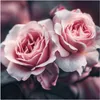Küchenrückwand Spritzschutz Glas mit Motiv Rosenblüten Duo Produktbild-Vorschau 3