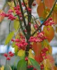 Euonymus europaeus, Pfaffenhütchen, 60–100 cm Produktbild-Vorschau 9