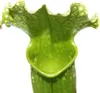 Pianta brocca - Sarracenia - vaso 9cm Anteprima dell’immagine prodotto 3