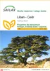 SAFLAX - Liban - Cedr - 20 Nasiona - Cedrus libani Podgląd zdjęcia produktu 1
