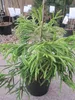 Japanische Sicheltanne Spiralis - Cryptomeria japonica - Produktbild-Vorschau 1