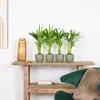 4er Set - Dypsis Lutescens - Goldfruchtpalme - Areca Palme Produktbild-Vorschau 4