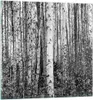 Bilder auf glas - Einteilig - Birken Wald Monochrom - Produktbild-Vorschau 1