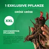 Pfingstrosen Pflanzen Winterhart Coral Passion - 1 Wurzel - Produktbild-Vorschau 2